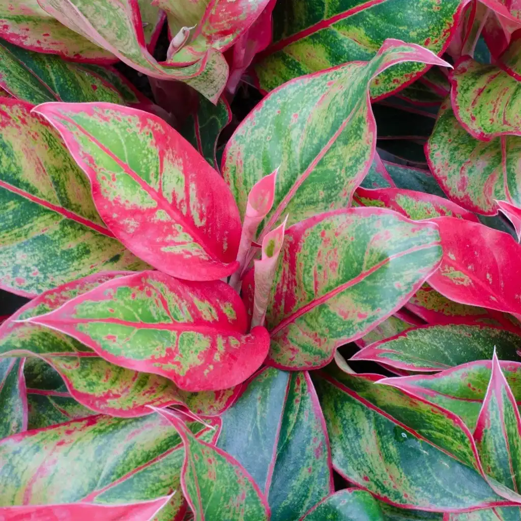 Aglaonema Siam Aurora أجلونيما سيام أورورا - Image 2