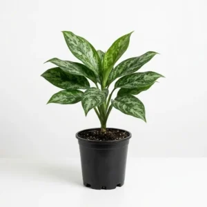 Aglaonema freeman اجلونيما فري مان