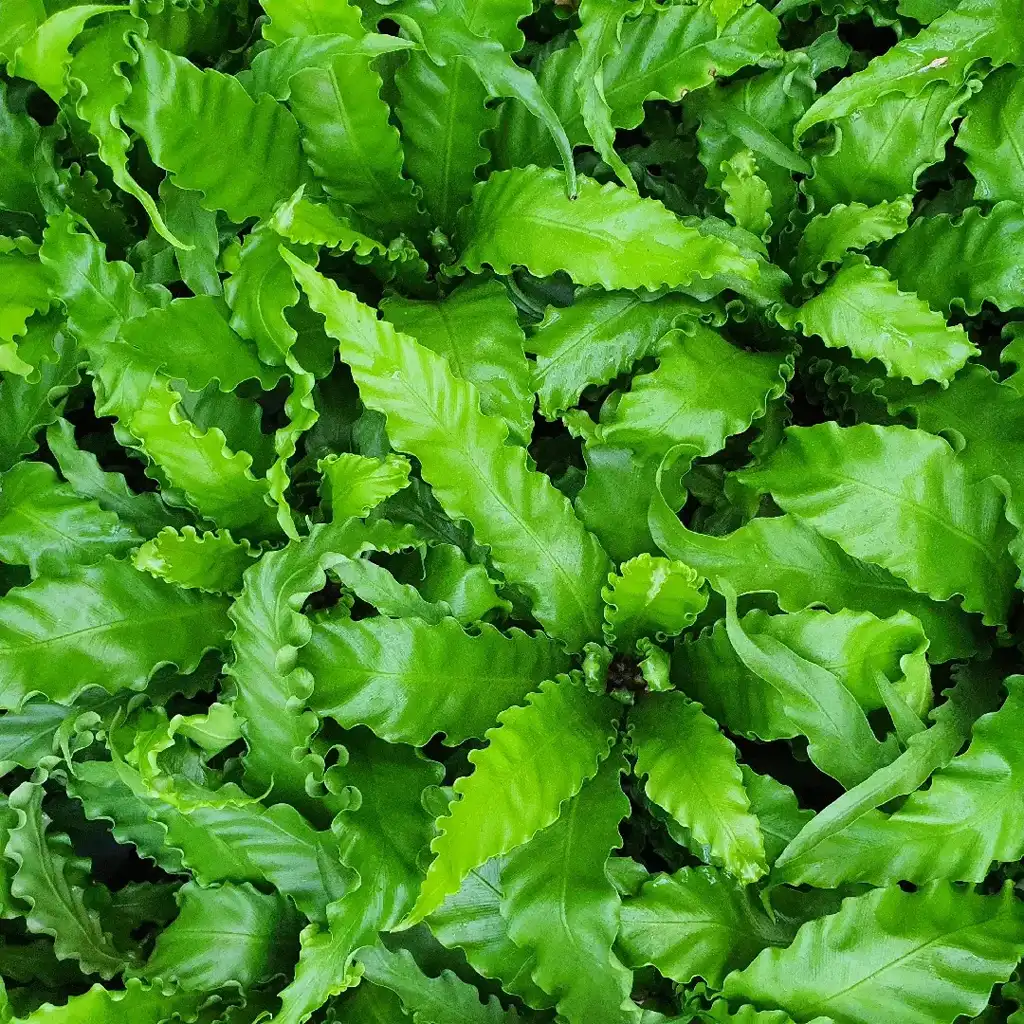 Asplenium سرخس عش الطائر - Image 2