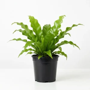 Asplenium سرخس عش الطائر