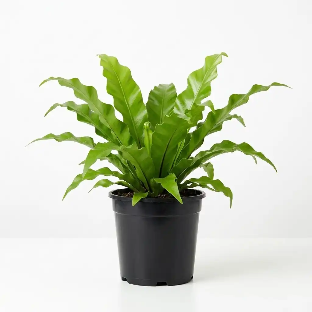Asplenium سرخس عش الطائر