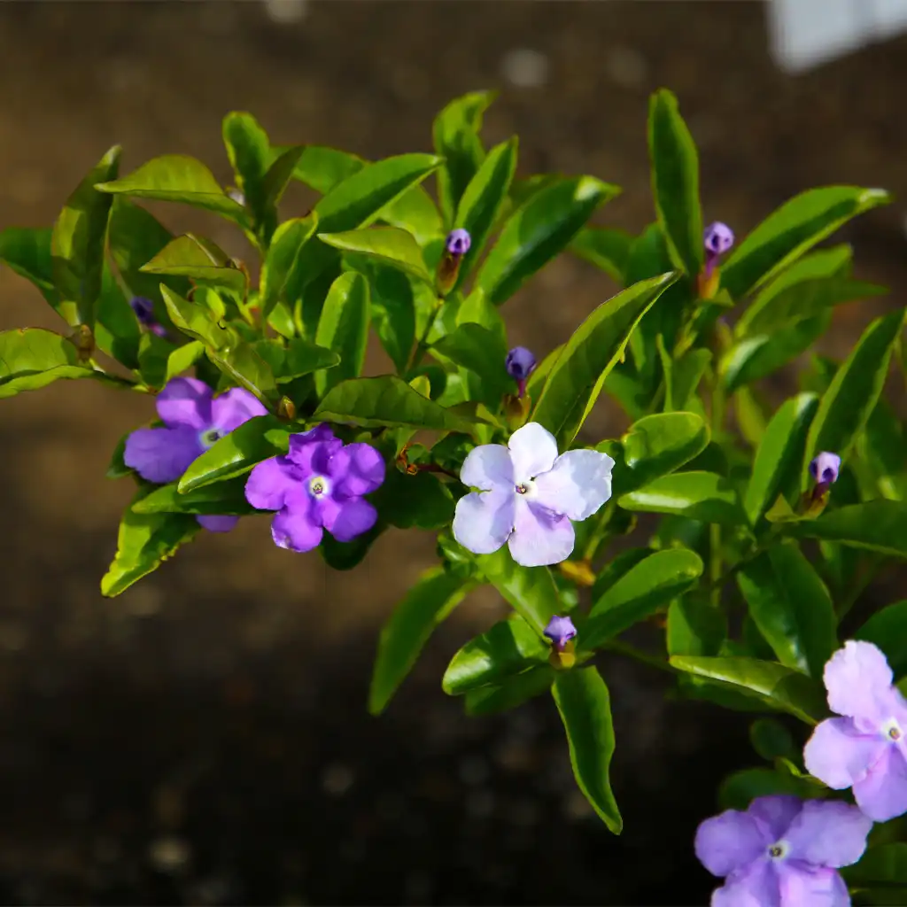 Brunfelsia Pauciflora برونفلسيا - Image 2