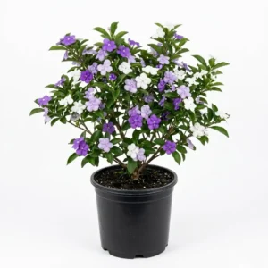 Brunfelsia Pauciflora برونفلسيا