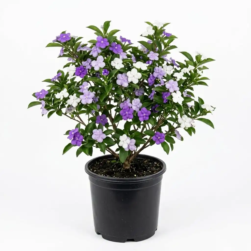 Brunfelsia Pauciflora برونفلسيا