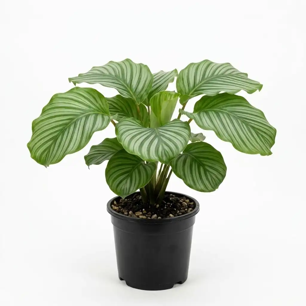 Calathea orbifolia كالاثيا أوربيفوليا