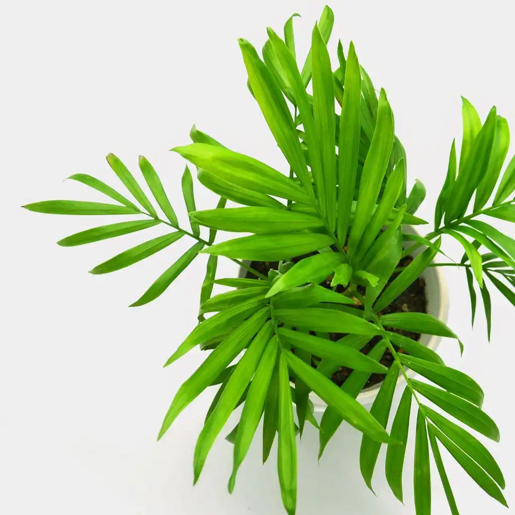 Chamaedorea elegans شاميدوريا إليجانس - Image 2