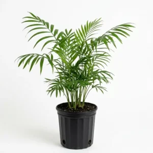 Chamaedorea elegans شاميدوريا إليجانس