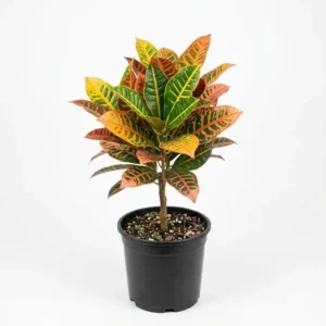Codiaeum Variegatum Pictum كروتون
