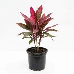 Cordyline كوردالين