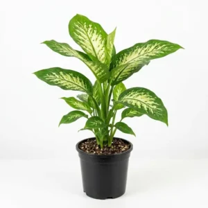 Diffenbachia ديفنباخيا