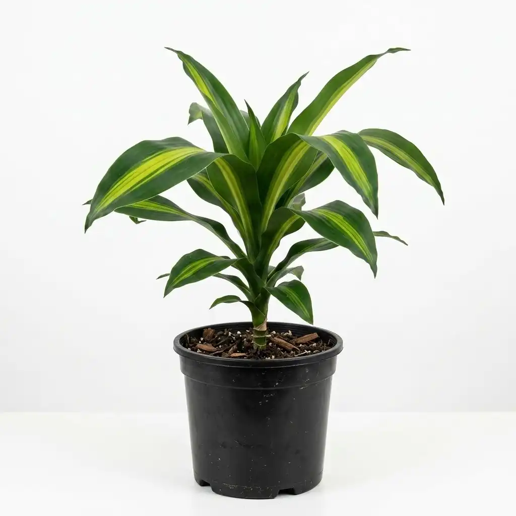 Dracaena Cintho دراسينا سينتو
