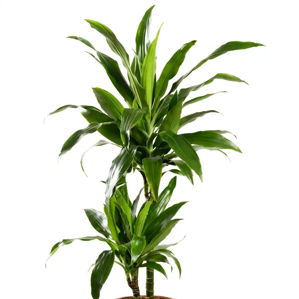 Janet Craig Dracaena دراسينا جانيت كريج - Image 2