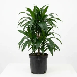 Janet Craig Dracaena  دراسينا جانيت كريج
