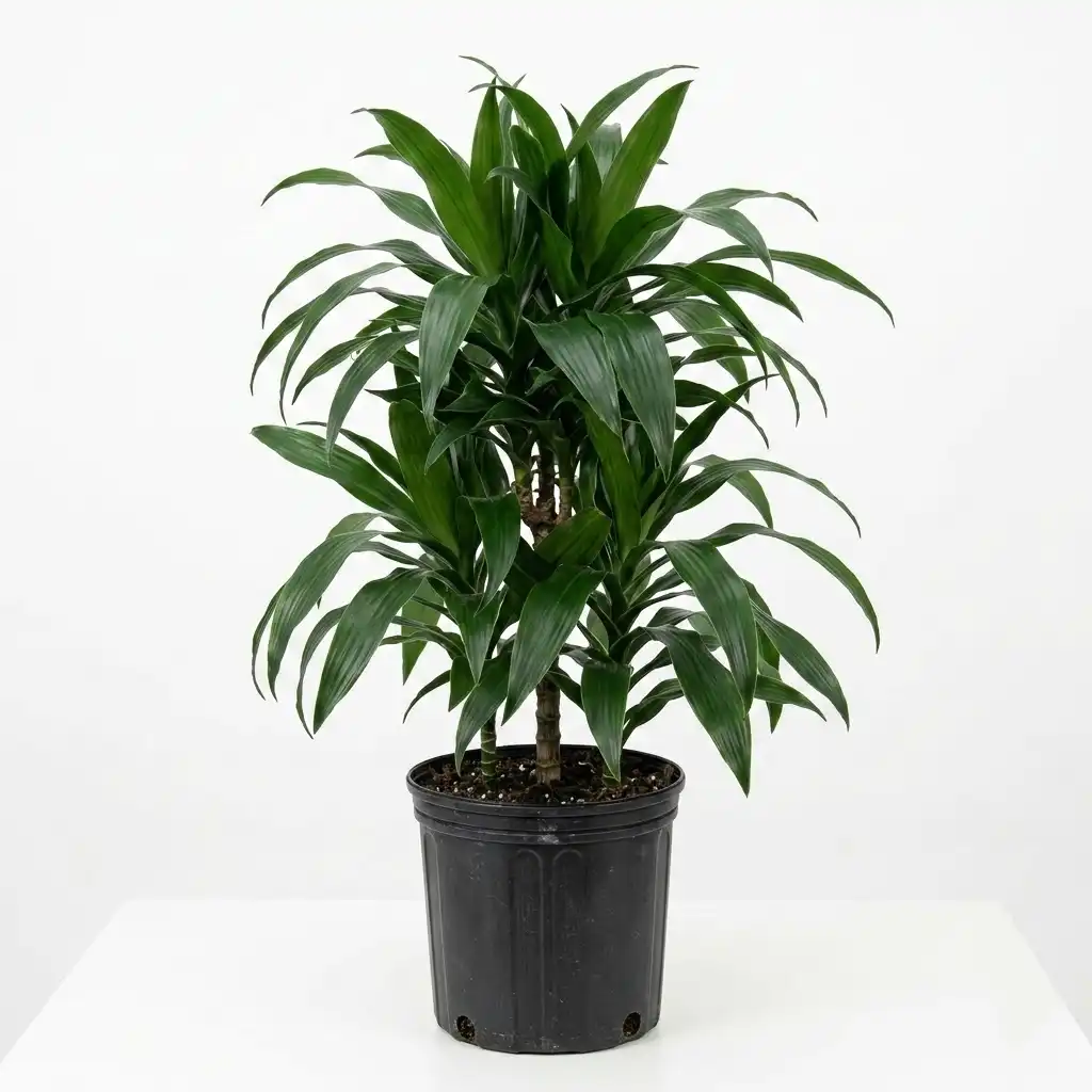 Janet Craig Dracaena دراسينا جانيت كريج