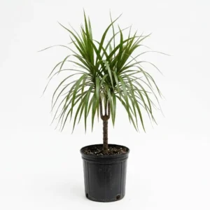 dracaena marginata دراسينا مارجيناتا