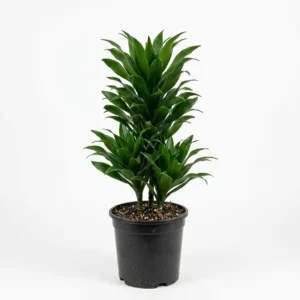Compact Dracaena  دراسينا كومباكتا