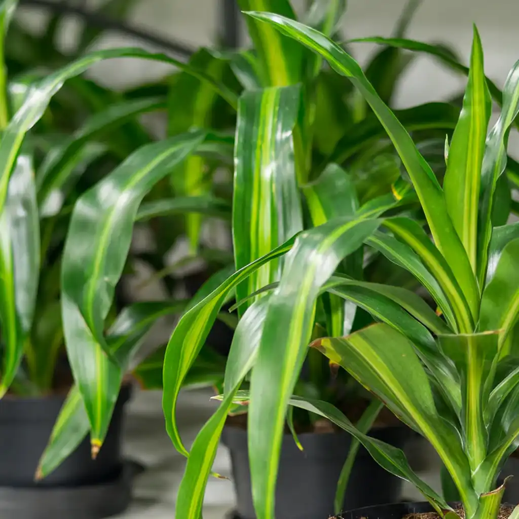 Dracaena Hawaiian Sunshine دراسينا هاوايان صن شاين - Image 2