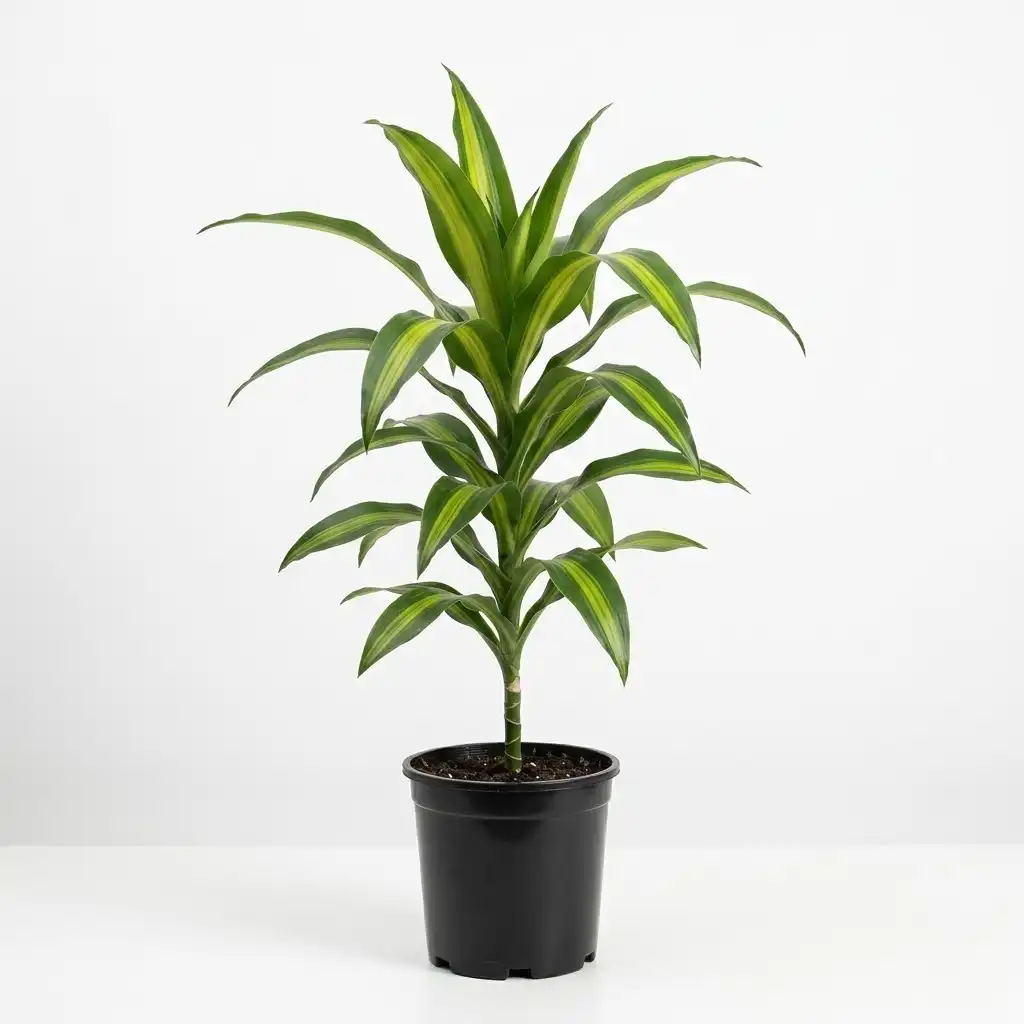 Dracaena Hawaiian Sunshine دراسينا هاوايان صن شاين