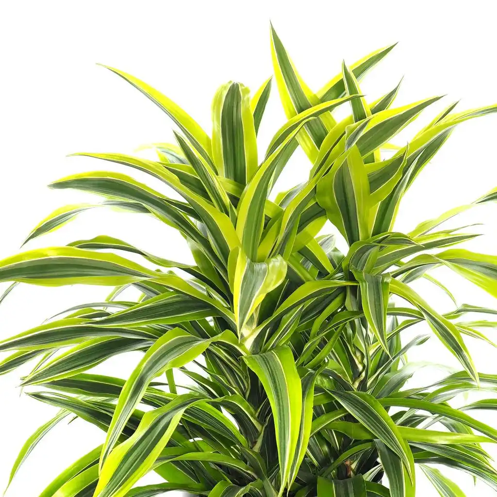 Dracaena deremensis Lemon Lime دراسينا ليمون - Image 2