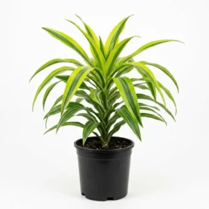 Dracaena deremensis Lemon Lime دراسينا ليمون