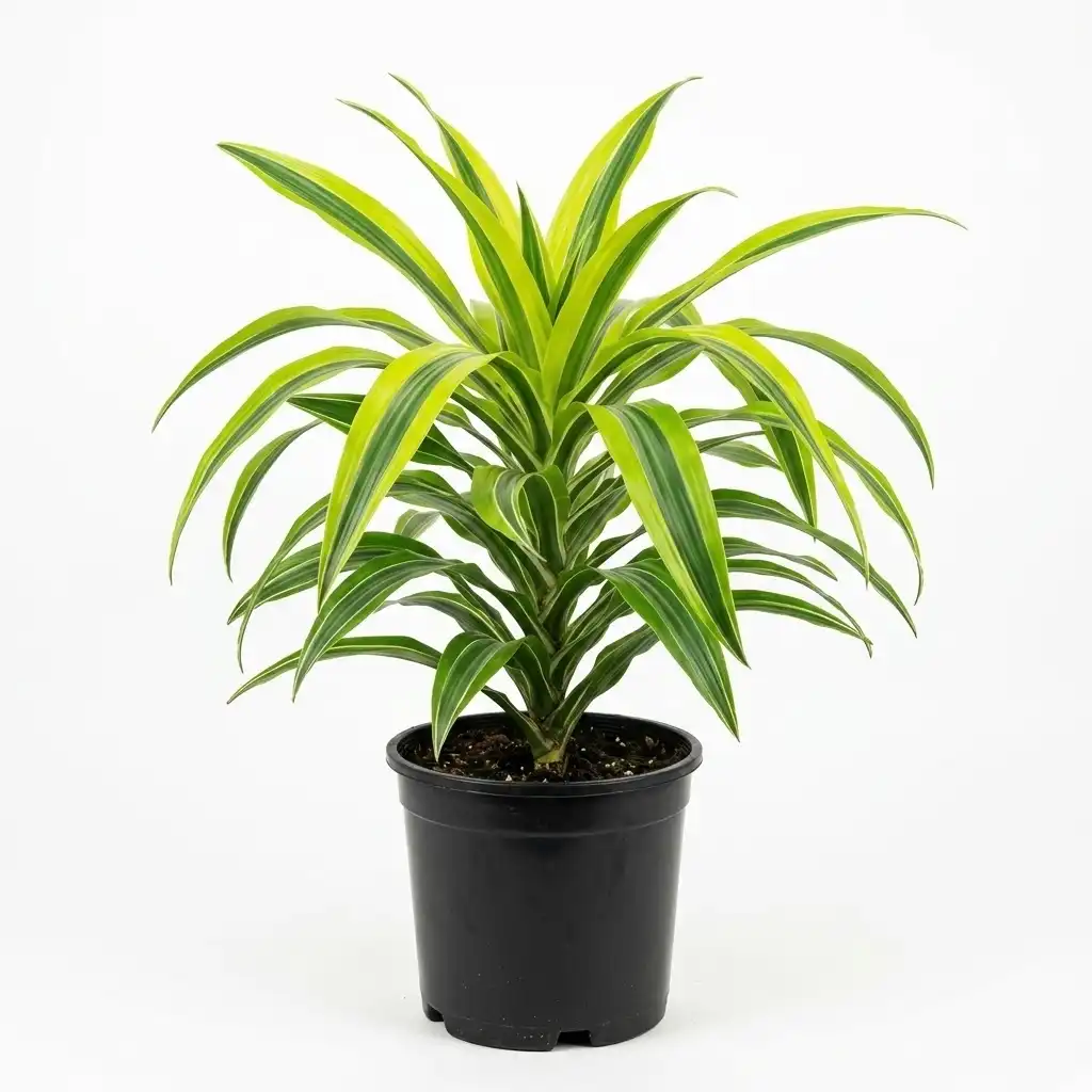Dracaena deremensis Lemon Lime دراسينا ليمون