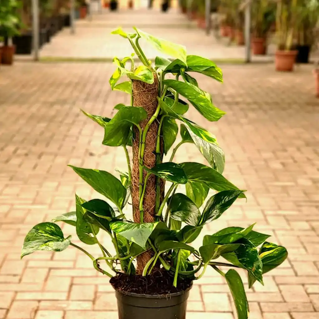Epipremnum aureum بوتس هانج - Image 2