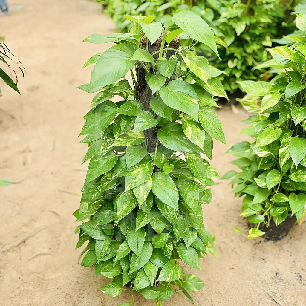 Epipremnum aureum بوتس هانج