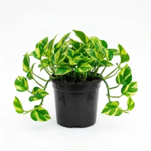 Epipremnum aureum بوتس ذهبي