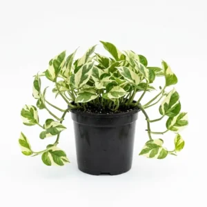 Epipremnum Aureum N'Joy بوتس إنجوي