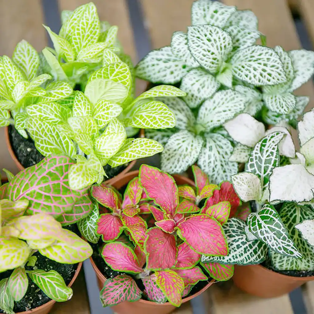 Fittonia argyroneura فيتونيا - Image 2