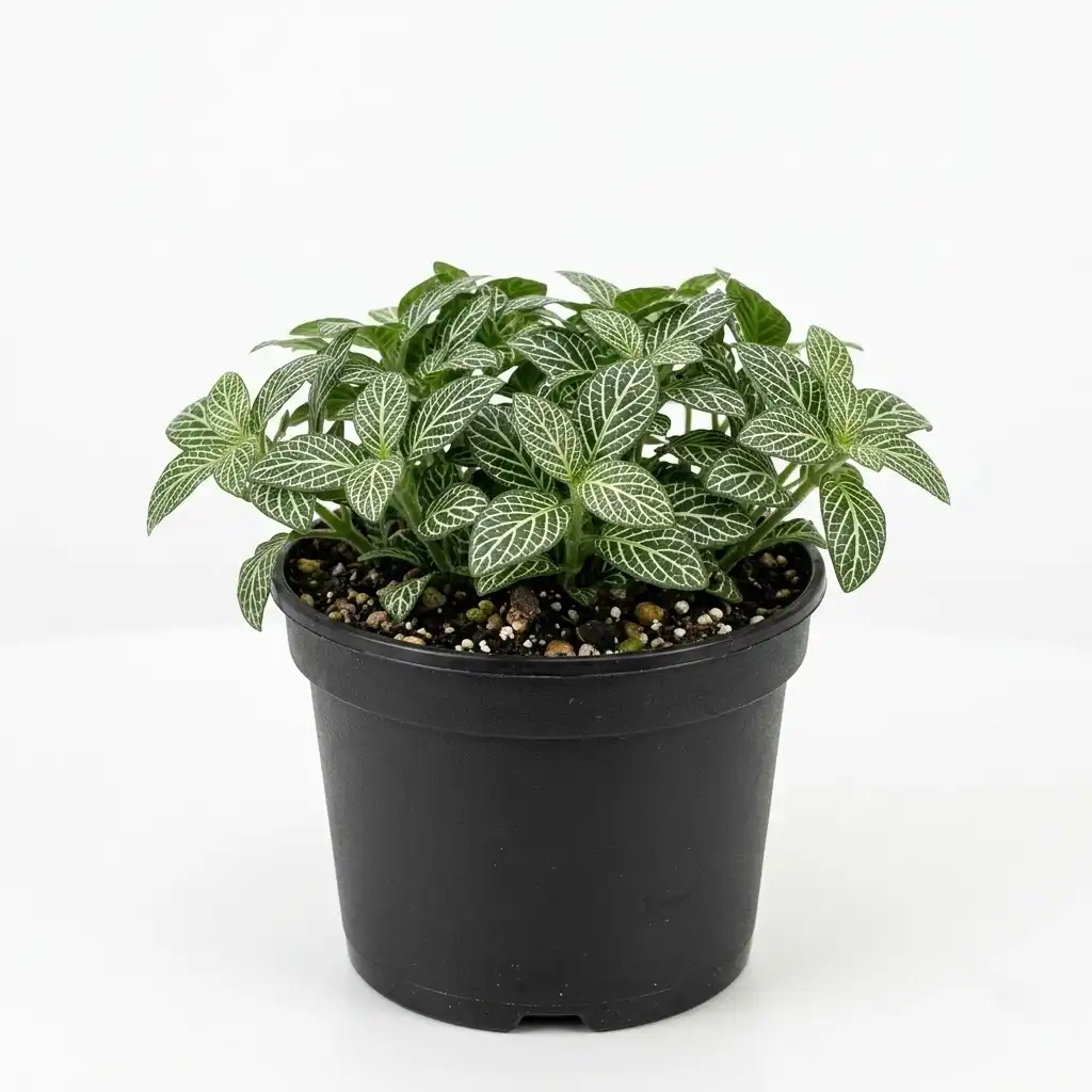 Fittonia argyroneura فيتونيا
