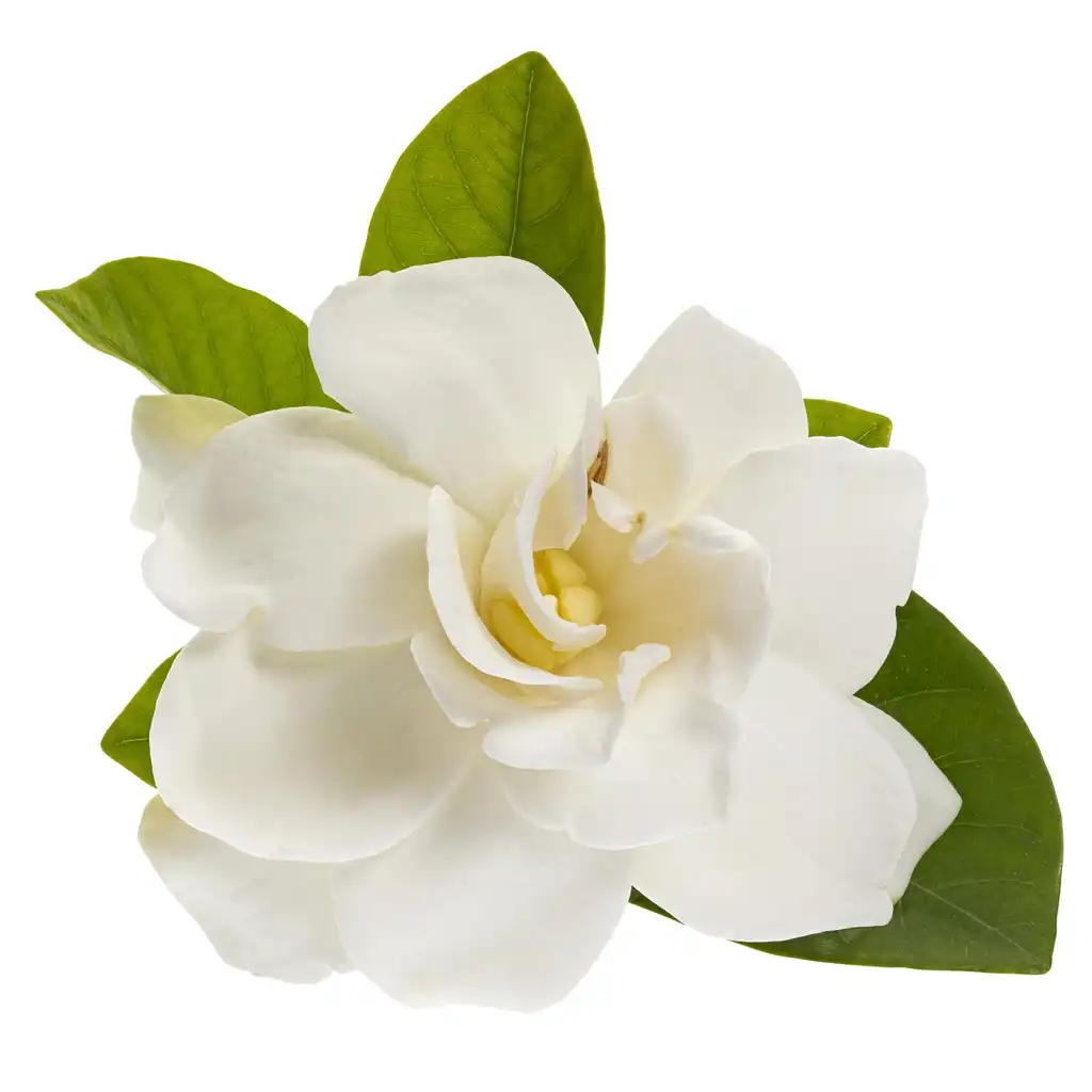 Gardenia Jasminoides جاردينيا - Image 2