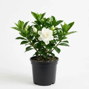 Gardenia Jasminoides جاردينيا