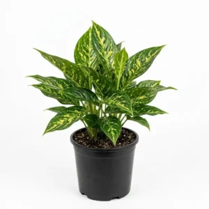 Aglaonema 'Golden Madonna أجلونيما غولدن مادونا