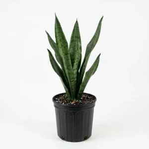 Green Sansevieria سانسيفيريا خضراء