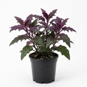 Gynura aurantiaca جينورا بنفسجية