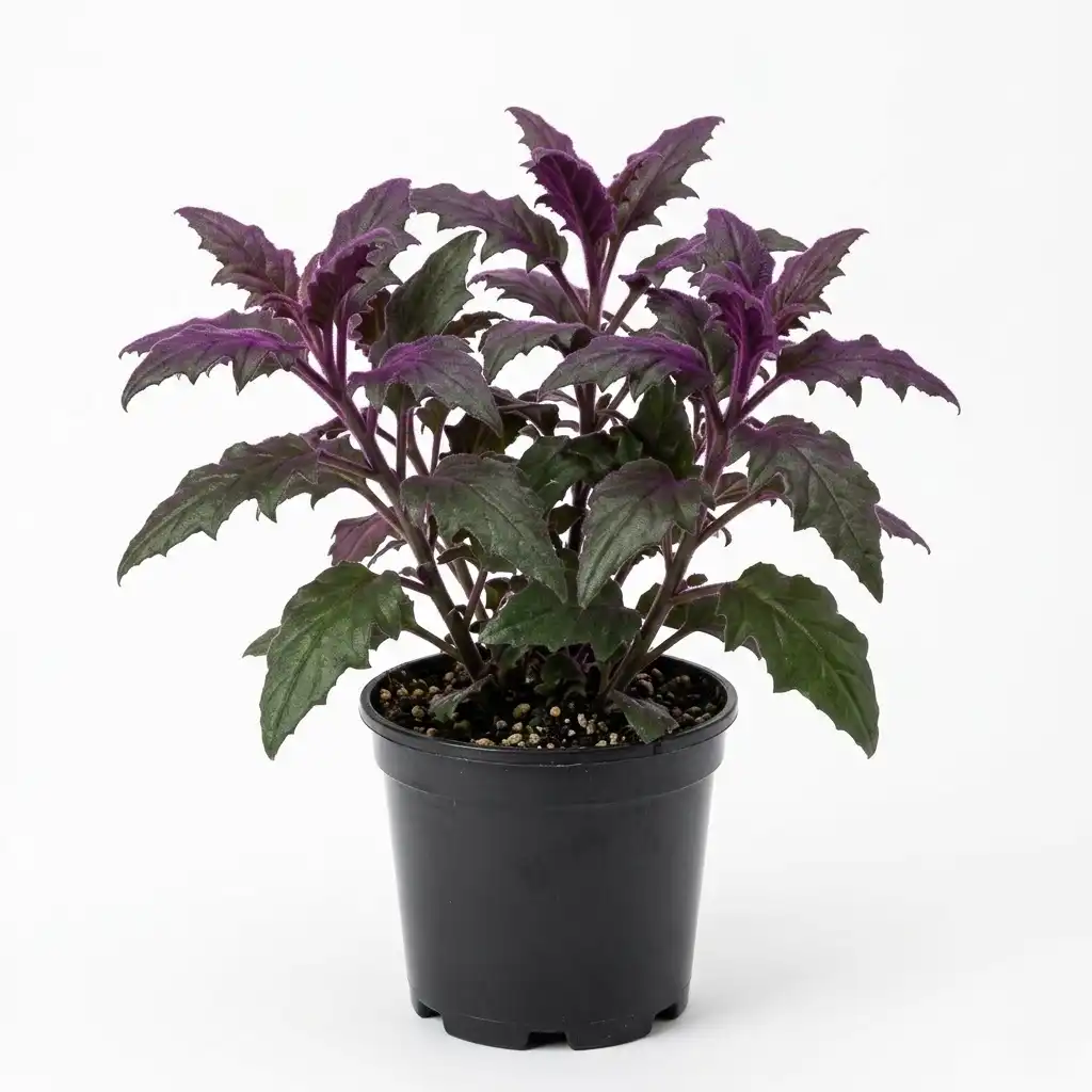 Gynura aurantiaca جينورا بنفسجية