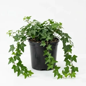 Hedera helix اللبلاب الإنجليزي