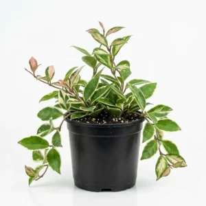 Krimson Queen Hoya  هويا كريمزون كوين