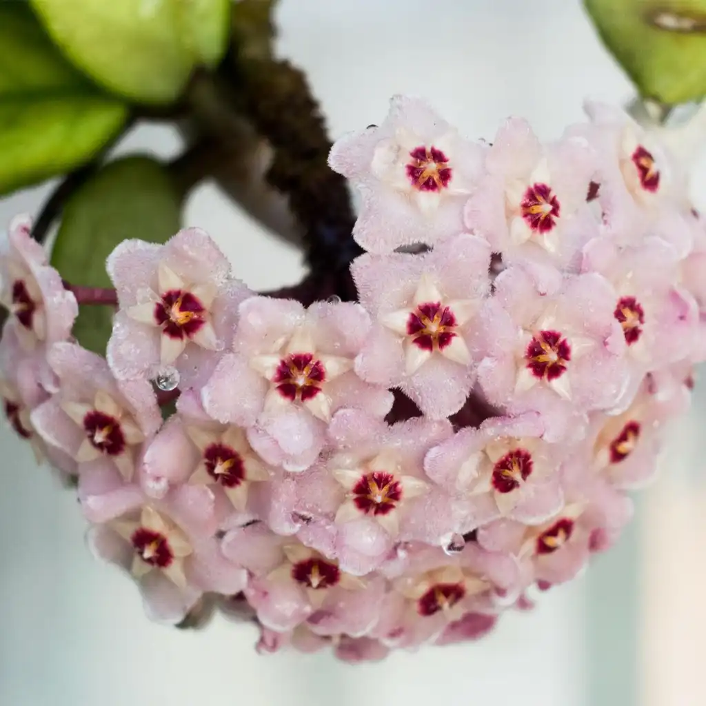 Hoya carnosa هويا كارنوسا - Image 2