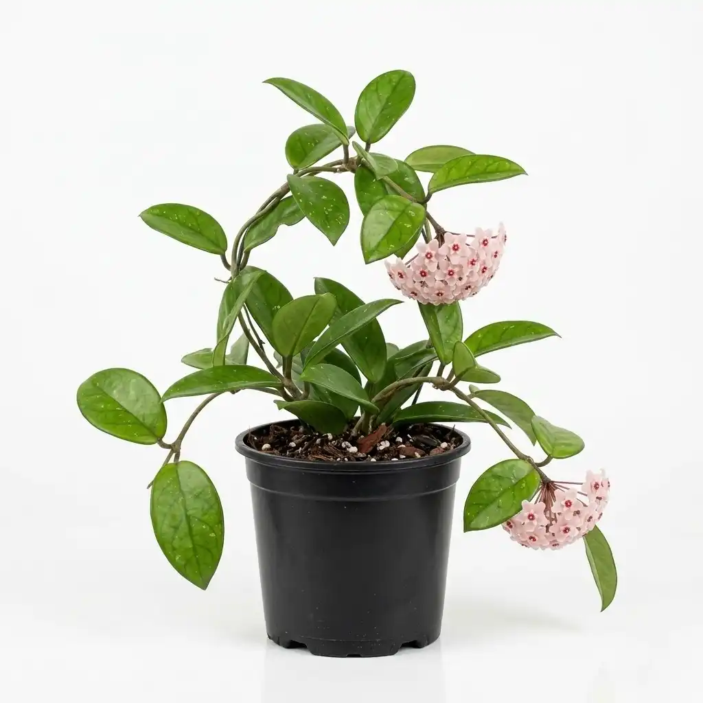 Hoya carnosa هويا كارنوسا