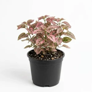 Hypoestes phyllostachya  هيبوستس