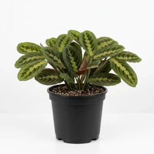 Maranta مارانتا