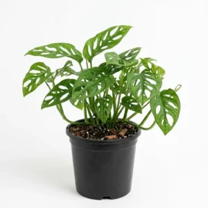monstera adansonii مونستيرا أدانسوني