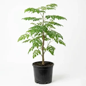 Moringa oleifera المورينجا