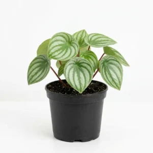 Peperomia watermelon  بيبيروميا ورق بطيخ