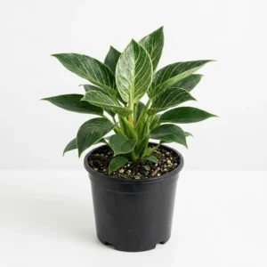 Philodendron Birkin فيلوديندرون بيركين