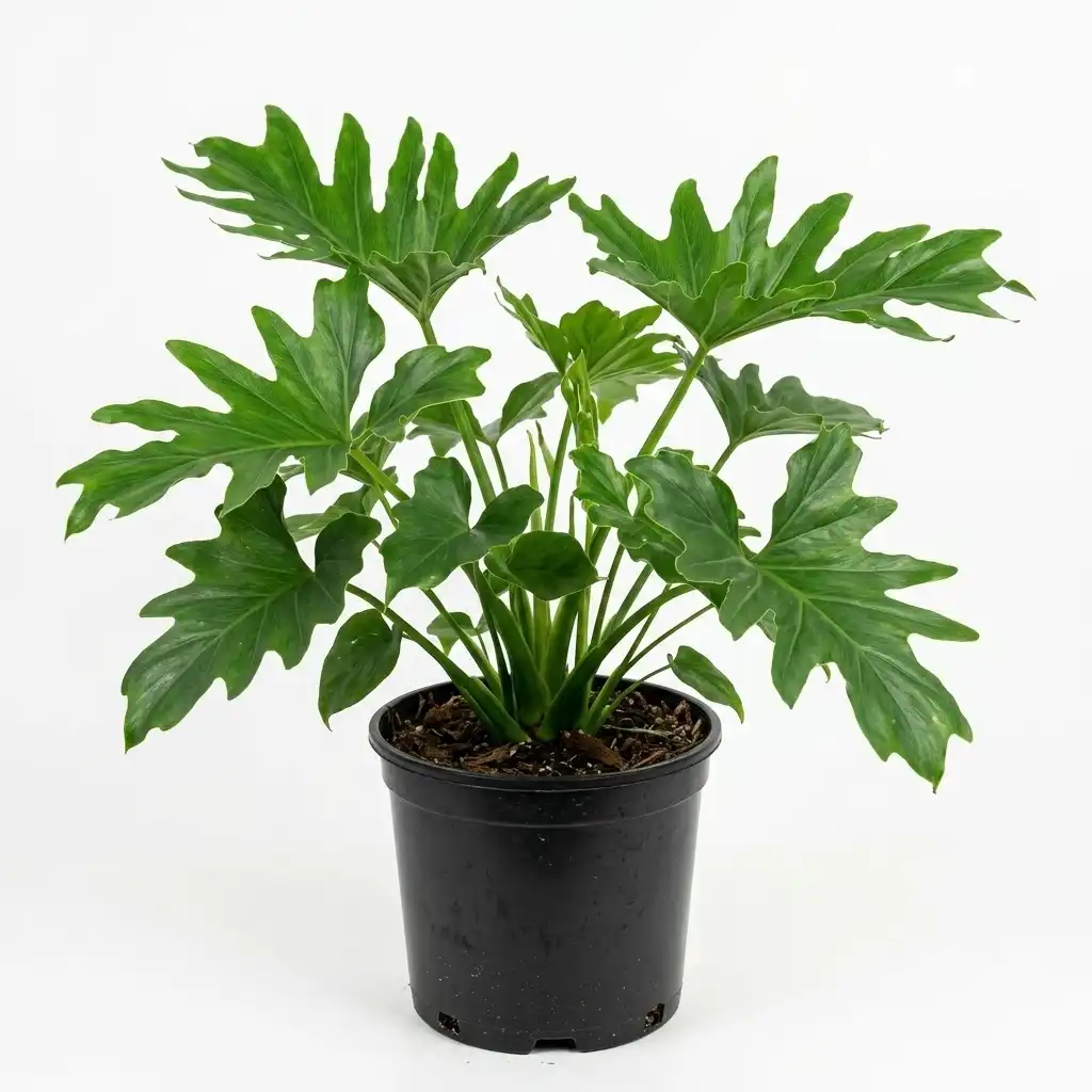 Philodendron Selloum فيلوديندرون سالومي