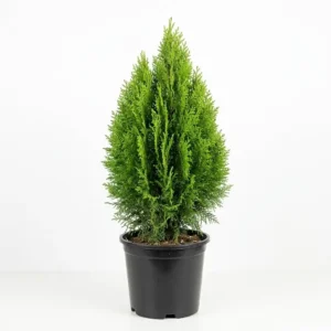 Platycladus orientalis التويا