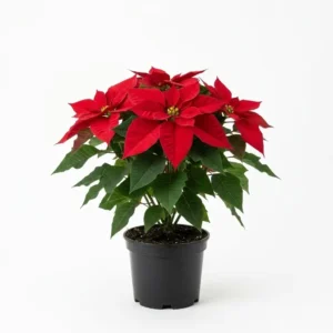 Poinsettia بنت القنصل